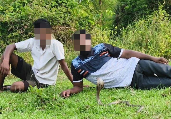 साँप रेस्क्यू के नाम पर बढ़ती असावधानीः शौक और पैसों के लालच में जान का जोखिम ले रहे युवा